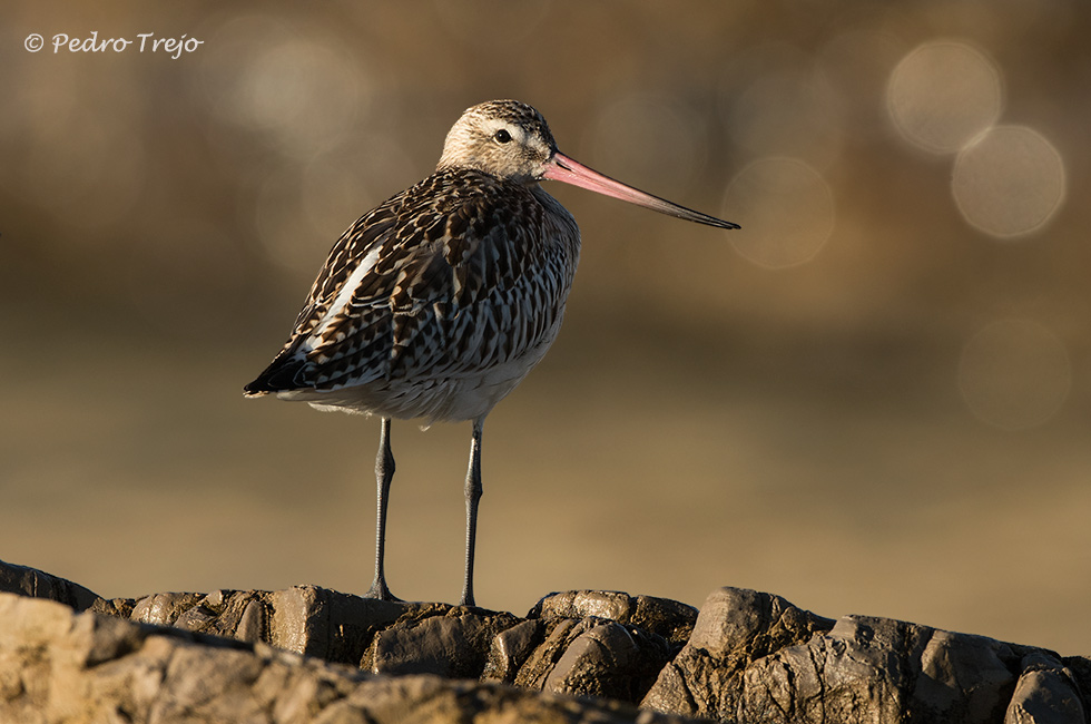 Aguja colipinta (Limosa lapponica)